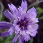 Cupid's Dart was historically used in love potions, hence the name, and still symbolises love in the language of flowers.