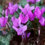 Cyclamen coum has some remarkable qualities which make it well-adored as a cultivated ornamental plant.