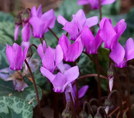 Cyclamen coum has some remarkable qualities which make it well-adored as a cultivated ornamental plant.