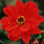 Bishop's Children is is a seed grown descendant of that most famous of all Dahlias, Bishop of Llandaff. Introduced in 1927 and grown extensively in England