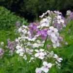 The fragrant flowers of Dame's Rocket perfume the air in late spring and early summer evenings.