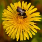 Dandelion, Taraxacum officinale-9790