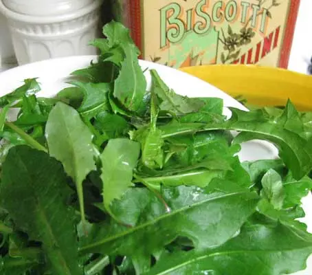 Many still regard dandelions as pests and only want to kill them. Italian, French and Greeks, however, prefer to eat them.
