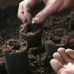 Seeds can be sown early indoors in individual deep cells, sow two seeds to each cell and pinch out the waekest seedling.