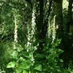 They lighten up those shaded corners, giving a sense of depth and interest to an otherwise dark area.