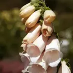 Introduced in 1992, this most unusual and sought after colour makes an excellent companion for plants with dark plum foliage or flowers.