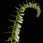 An easily grown plant, producing several flower spikes of small delicate creamy yellow flowers.