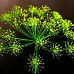 Dill Bouquets sports large seedheads and dark blue-green foliage, it is the best cultivar for seed production.
