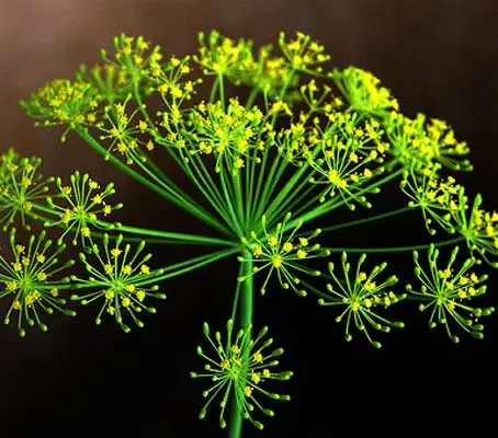 Dill Bouquets sports large seedheads and dark blue-green foliage, it is the best cultivar for seed production.