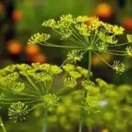 Dill causes few problems for novice gardeners. It is a very attractive plant, whether container grown or in a garden bed.