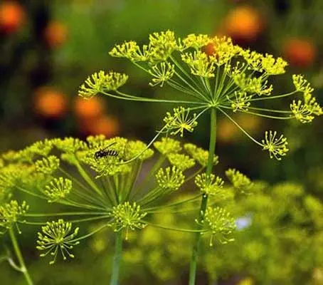 Dill causes few problems for novice gardeners. It is a very attractive plant, whether container grown or in a garden bed.