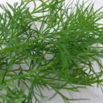 The fernlike herb leaves have a sweet and aromatic flavour, between anise and caraway.