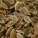 The fruits (dill seeds) which impart a sharper flavour, are used as a spice.