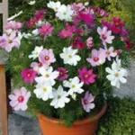 Growing to only 60cm (24in) they can be grown in beds or even large containers.