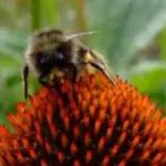 Until the late 1930s, Echinacea angustifolia was the only species used in medical practice.