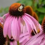 Echinacea is valued as a short-term stimulant to the immune system, it is also a beautiful plant!