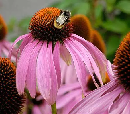 Echinacea is valued as a short-term stimulant to the immune system, it is also a beautiful plant!