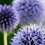 One of my favourites for the back row and I love the prickly blue balls in July.