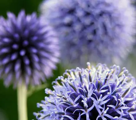 One of my favourites for the back row and I love the prickly blue balls in July.