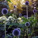 In late summer through to autumn the globular heads of round, violet-blue flower heads appear.