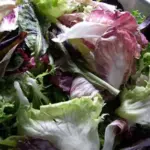 Baby leaf salad of Chicory and Endive