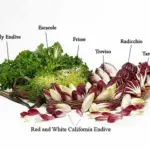 Different varieties of the Chicory family.