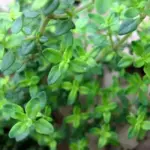 Thyme, English Winter.-0
