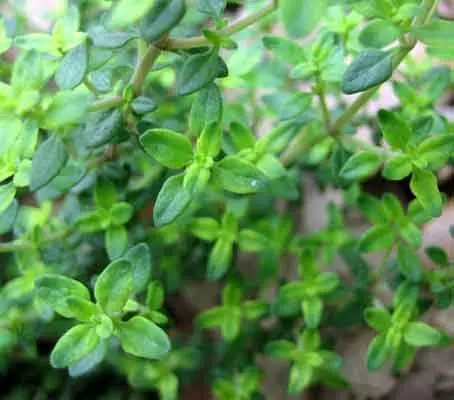 Thyme, English Winter.-0