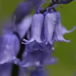Britain is one of the world’s strongholds for the bluebell and we are lucky to have many bluebell woods left.