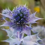 A highly ornamental plant often grown in gardens for its metallic bluish flowers and intensely whitish-glaucous leaves.