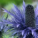 With large amethyst-blue flowers and metallic stems, Eryngium alpinum 'Superbum' is one of the showiest of all the Sea Hollies