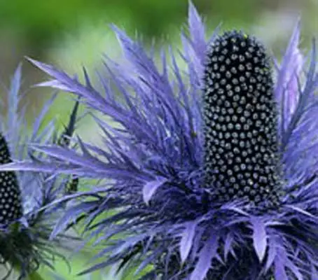 With large amethyst-blue flowers and metallic stems, Eryngium alpinum 'Superbum' is one of the showiest of all the Sea Hollies