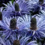 This fascinating architectural plant grows to around 60cm tall and is at its peak during July and August.