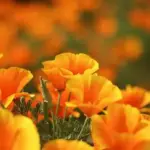 Masses of beautiful silky flowers in various shades of gold, one of the loveliest of all naturalised flowers.