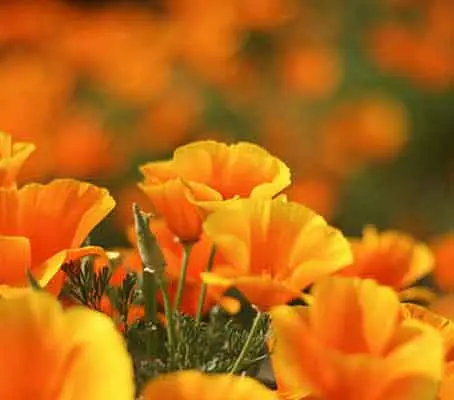 Masses of beautiful silky flowers in various shades of gold, one of the loveliest of all naturalised flowers.