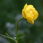 The name "globe flower" refers to the petals which are curved over the top of the flower to appear like a spherical globe.