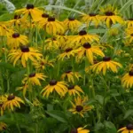 This compact form of the yolk-yellow black-eyed Susan is short enough not to need staking and with strong stalks, it never flops.