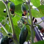 The smooth, dark green fruits ripen to red have thick walls with a rounded tip.