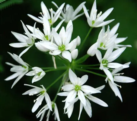 Allium ursinum, Ramsons Garlic-0