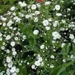 Gypsophila elegans 'Covent Garden'-452