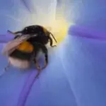 It is a good climber for walls, trellis work or if allowed to scramble through other plants or trees.