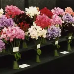 The award winning sweet pea. Sweet Pea "Mammoth Mix" has both extra early, and extra large blooms.