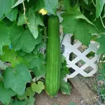 Luffa cylindrica-0