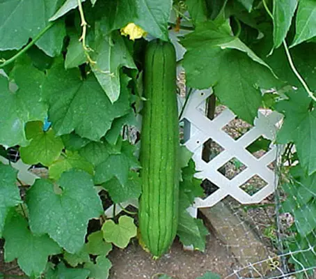Luffa cylindrica-0
