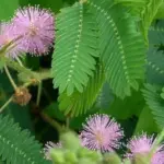 Mimosa pudica, the 'sensitive plant', is a source of fascination to adults and children alike.