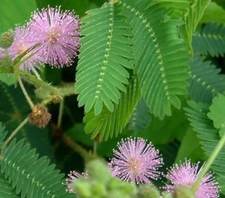 Mimosa pudica, the 'sensitive plant', is a source of fascination to adults and children alike.