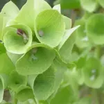 Moluccella laevis, 'Bells of Ireland' are flowers to please anyone who loves flower arranging.
