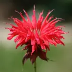 Monarda 'Panorama Red Shades' is the first separate colour available from seed.