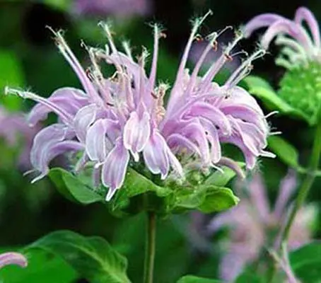 Monarda fistulosa 'Bergamot'-0
