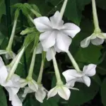 Nicotiana affinis has a delicious evening scent. It has been justly popular for over a century and a firm favourite with generations of gardeners